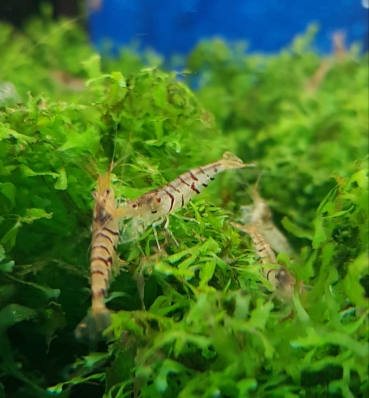 WildeTiger